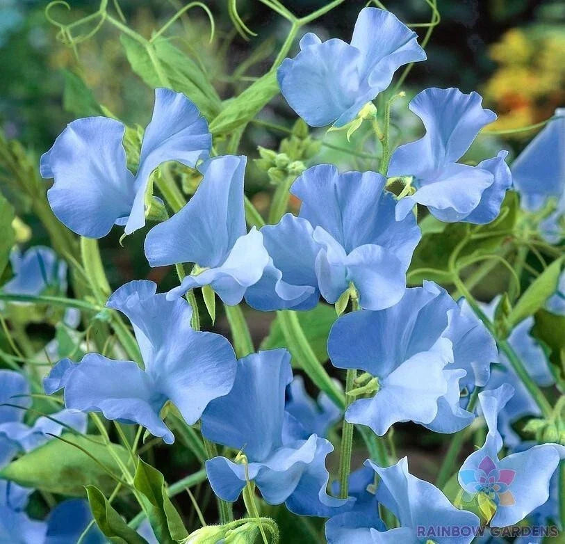 Cheshire Blue Sweet Pea Seeds Pack of 50+ | Lathyrus odoratus | Fragrant Blue Climbing Flowers for Garden Planting
