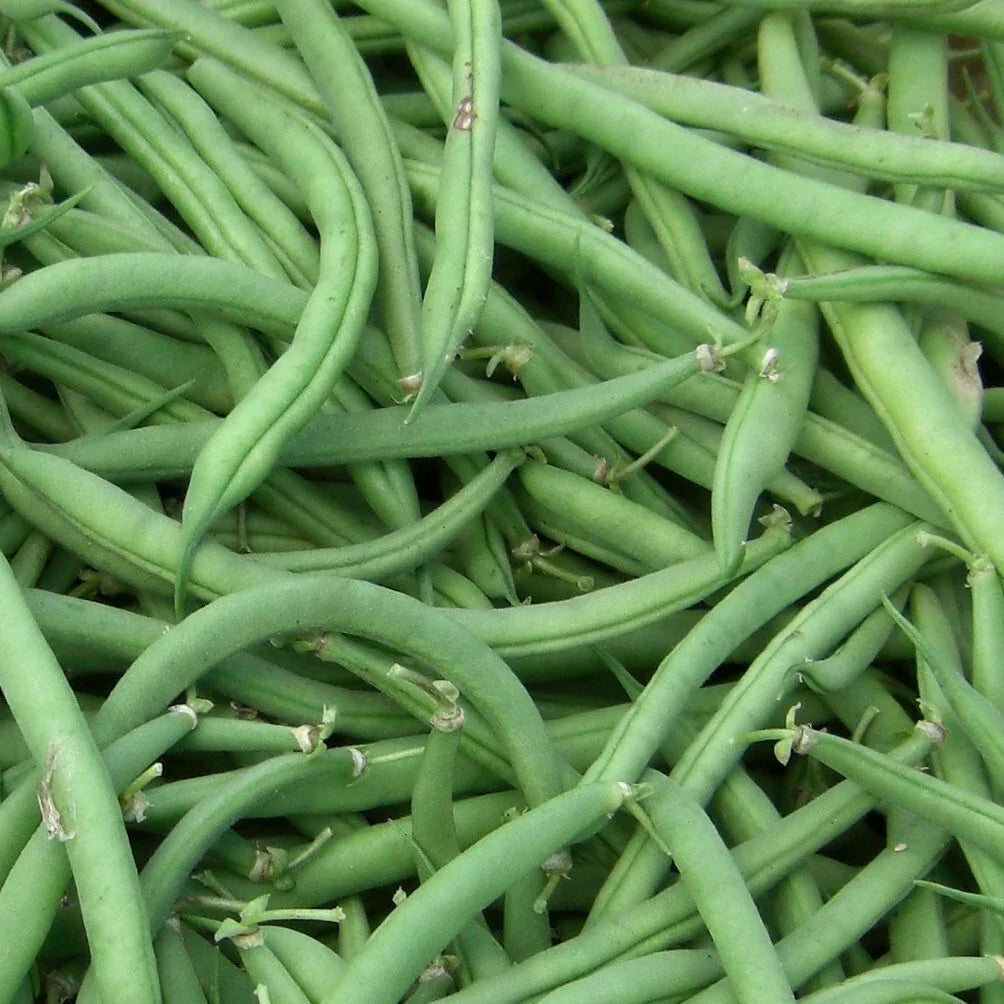 Stringless Green Bean Seeds - Non-GMO - Burpee - Phaseolus vulgaris - Fast Germination, High Yield, Easy to Grow