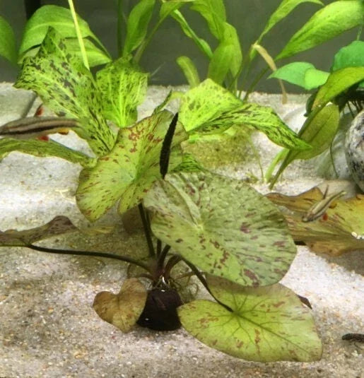 Tiger Lotus Plant - Starter Size - Red/Green Leaves - Nymphaea zenkeri - Easy Live Aquarium and Pond Plant