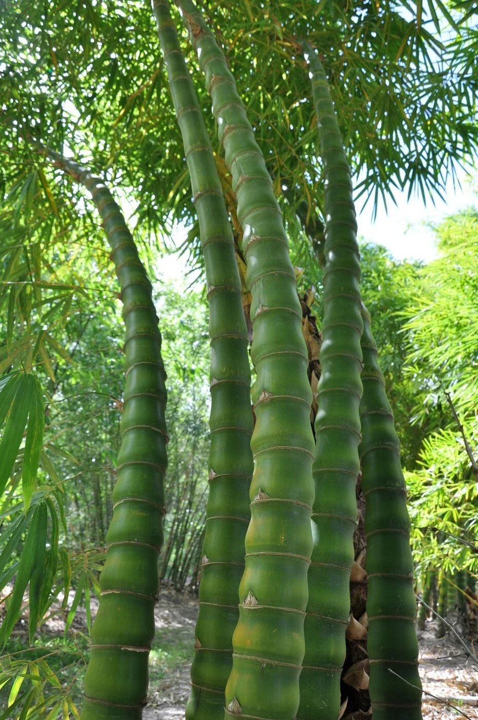 Buddha Belly Bamboo Seeds - 50 Pack - Clumping Privacy Plant - Bambusa vulgaris 'Wamin' - Easy to Grow for Gardens