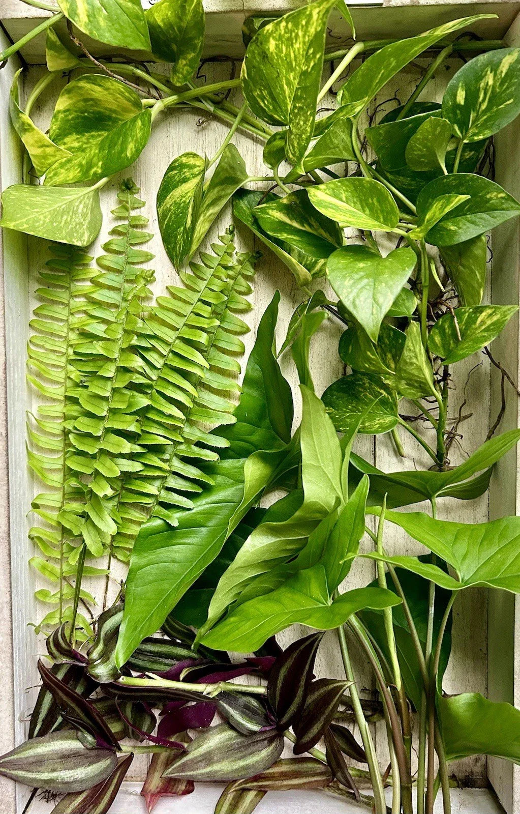 20 Live House Plant Cuttings - Assorted Varieties - Pothos, Spider Plant, ZZ Plant, Snake Plant - Healthy & Rooted