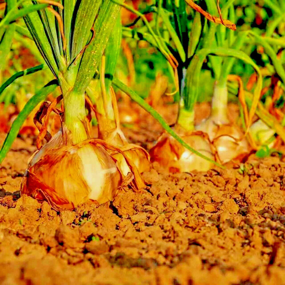 Yellow Sweet Spanish Onion Seeds - 401+ Organic Long Day Variety - Allium cepa for Summer Vegetable Garden