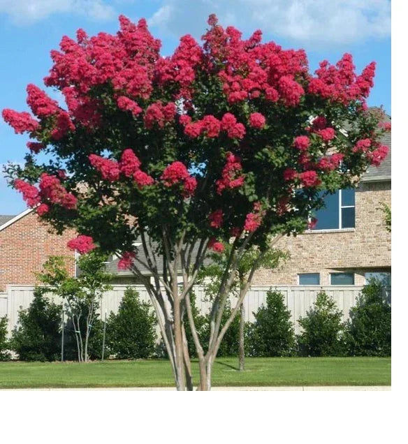 Dynamite Crape Myrtle Live Plant 16+ Inches Lagerstroemia Indica Whit II Fiery Red Flowers