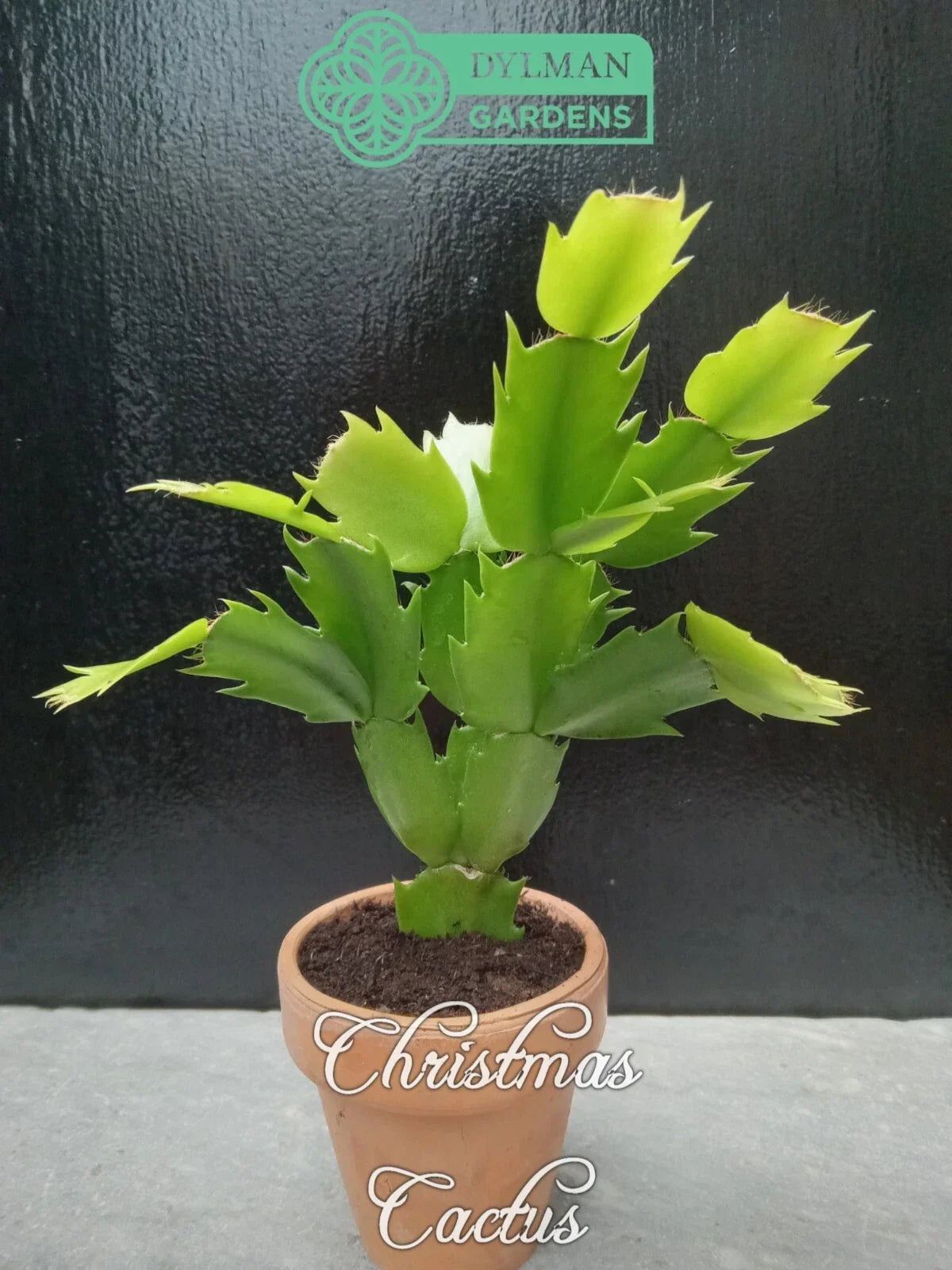 Christmas Cactus Live Plant 2-4 Inches - Schlumbergera x buckleyi - Holiday Houseplant with Vibrant Green Foliage