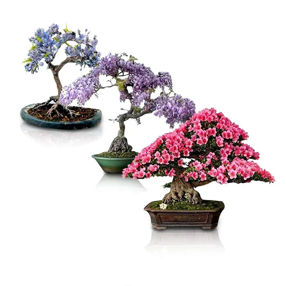Flowering Bonsai Tree Seeds Bundle - 3 Varieties, Vibrant Colors, Indoor/Outdoor Gardening - Various Species