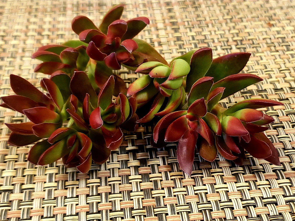 Crassula Platythylla Burgundy Cuttings - X-Large 3" Unrooted Succulent for Propagation - Vibrant Indoor Plant