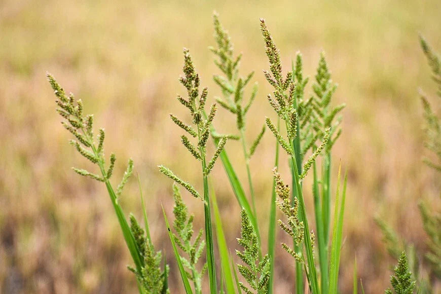 Barnyard Grass Seeds - 200+ Seeds, Fast-Growing Cover Crop, Echinochloa crus-galli for Gardens and Lawns
