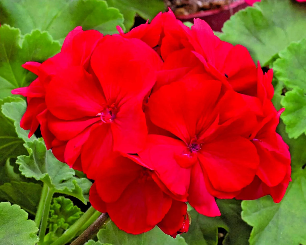 Geranium 6" Unrooted Cuttings Red Flowers Pelargonium Heat Drought Tolerant Annual Plant for Containers and Landscapes