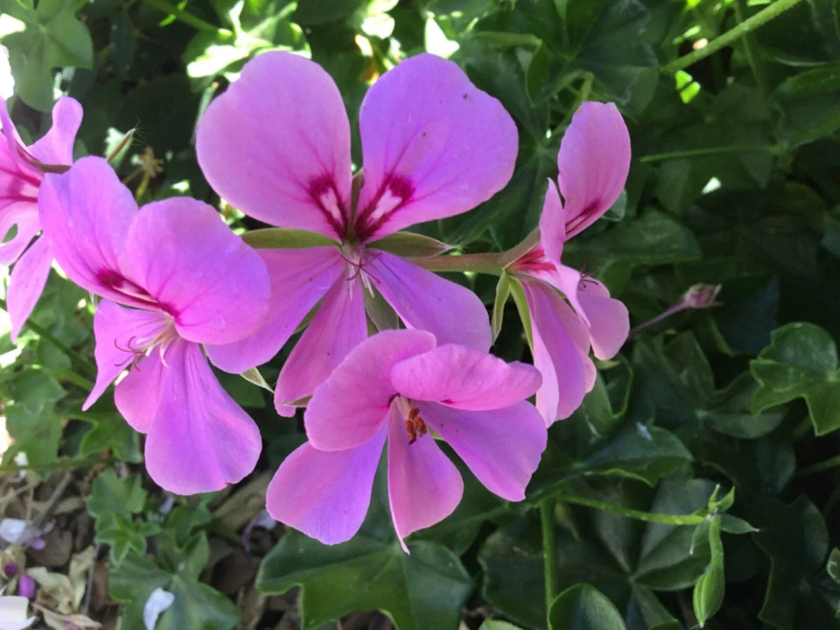 Ivy Geranium Cuttings 8-Pack Lavender Pelargonium peltatum for Rooting, Trailing Growth Habit, Perfect for Baskets & Containers