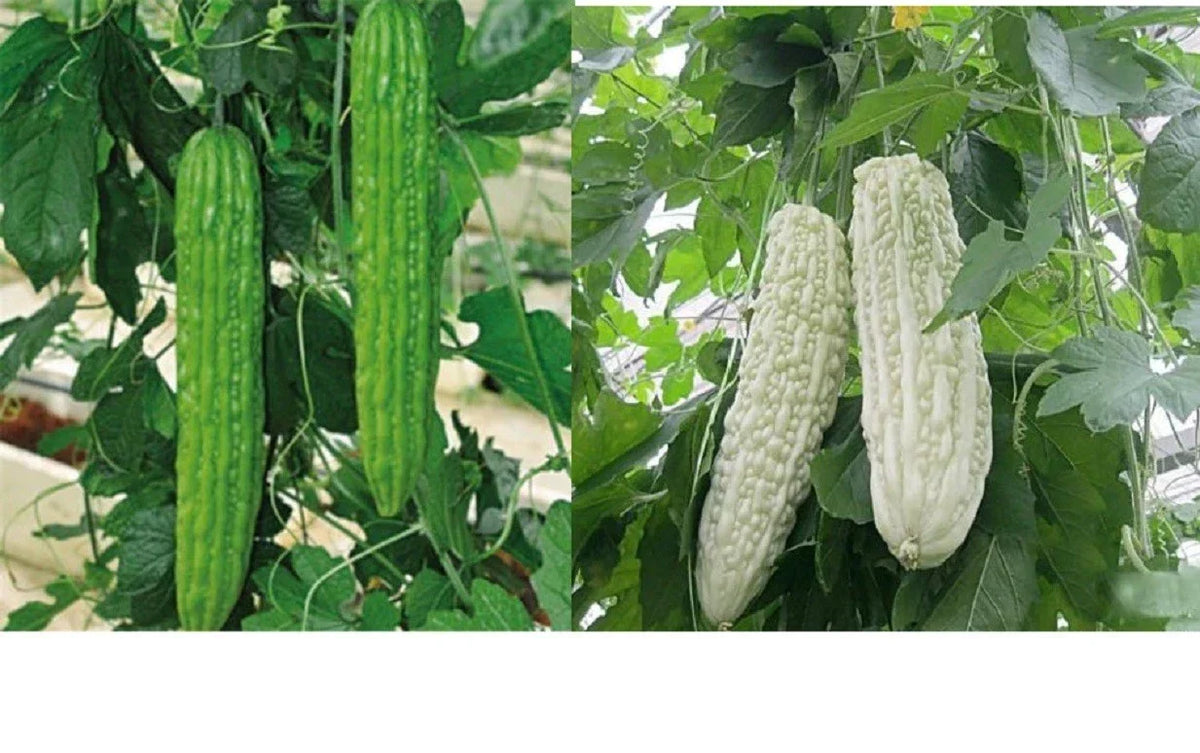 Bitter Melon Seeds - 10+ Organic Ku Gua - Green/White Skin - Momordica charantia - Asian Vegetable for Home Garden