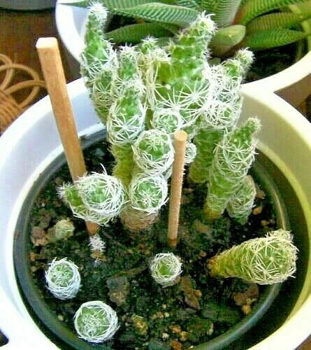 Cacti Cuttings Set of 6 - Phyllocactus & Mammillaria - Indoor Garden Décor - Phyllocactus spp. & Mammillaria spp.