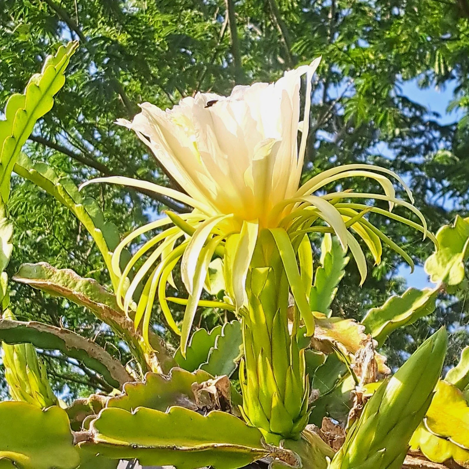 Dragon Fruit Rooted Cuttings - 4" Mystery Varieties - Hylocereus spp. - Easy to Grow for Indoor/Outdoor Gardening