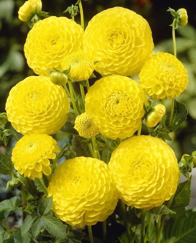 Dahlia Tubers 3 Large Golden Torch Yellow Blooming Flowers Dahlia pinnata for Planting