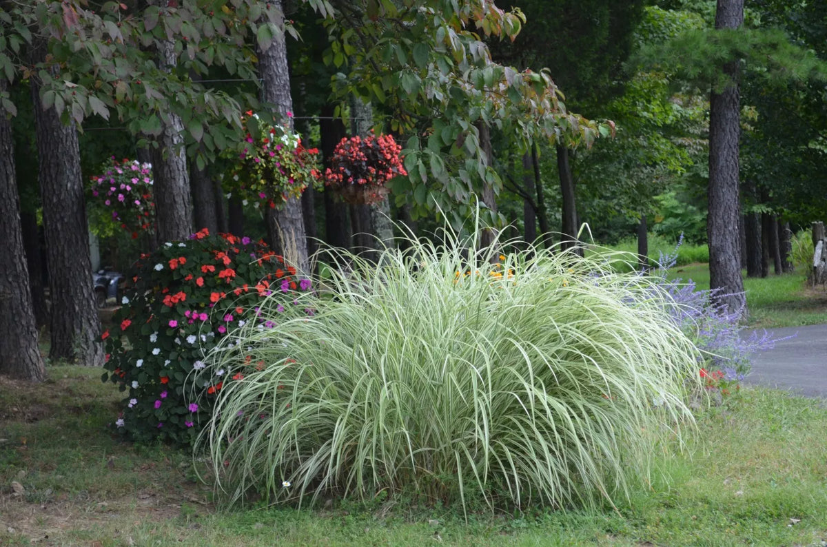 Variegated Silver Ornamental Grass - 3 Live Clumps - Miscanthus sinensis 'Variegatus' - Fast-Growing Garden Plant