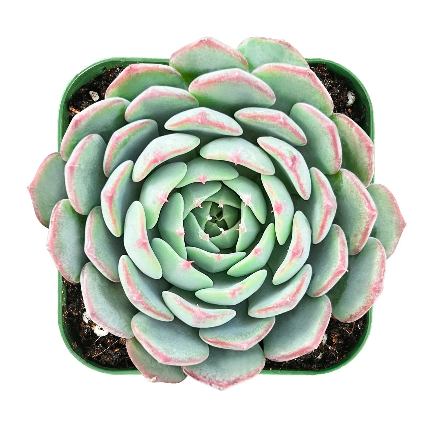 Echeveria Minima Succulent in 2 Inch Pot - Live Fresh Rosette Plant, Indoor Decor, Low Maintenance, Echeveria minima