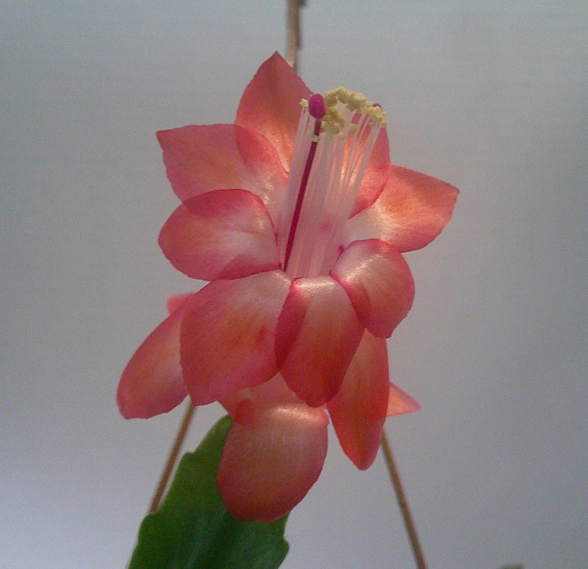 Schlumbergera Starter Plant - Congo Variety - Christmas Cactus - Easy Care Indoor Plant - Schlumbergera truncata