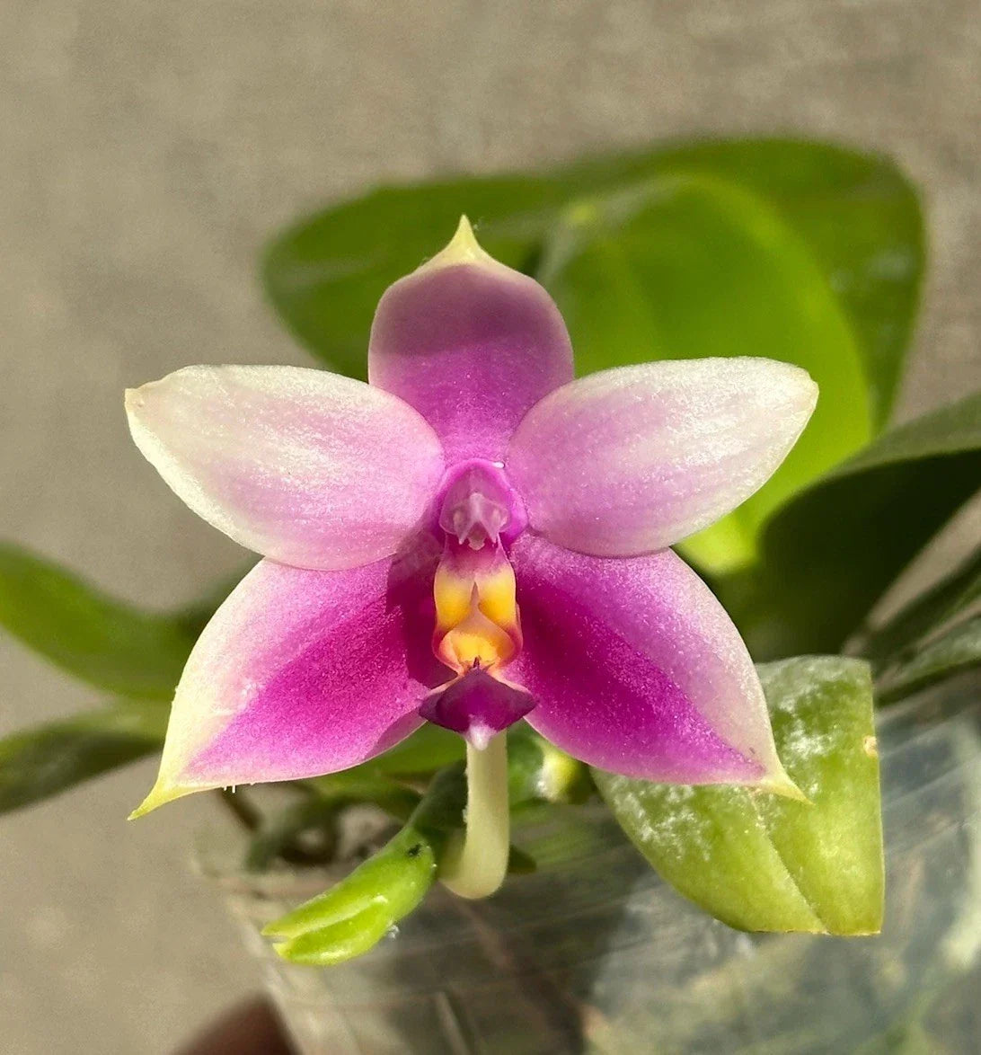 Fragrant Phalaenopsis Orchid Plant - Live Blooming Variety - Phalaenopsis violacea - Indoor Houseplant with Healthy Roots