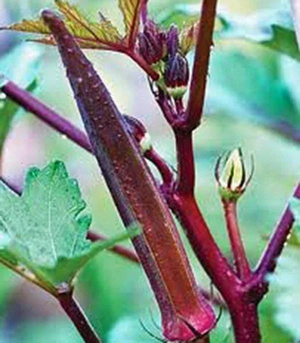 Okra Seeds 100 Count Red Burgundy Heirloom Non-GMO Abelmoschus esculentus for Home Garden