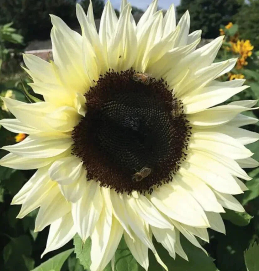 Italian White Sunflower Seeds 50+ Pack Helianthus annuus for Bees and Birds Annual Flower Garden