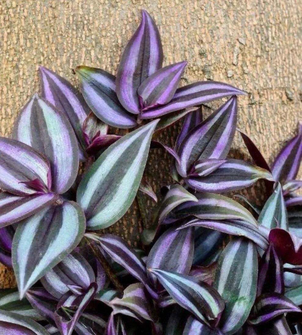 Tradescantia Zebrina Cuttings - 10+ Healthy Wandering Jew Plants - Easy Care Indoor Houseplant - Fast Shipping