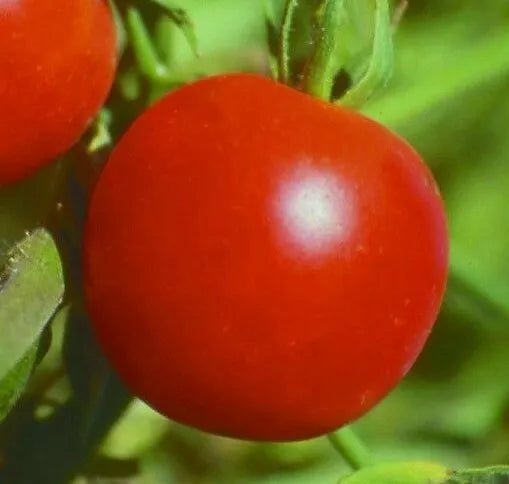 Siberian Tomato Seeds 50+ Pack, Determinate Cool Season Variety, Solanum lycopersicum for Vegetable Garden