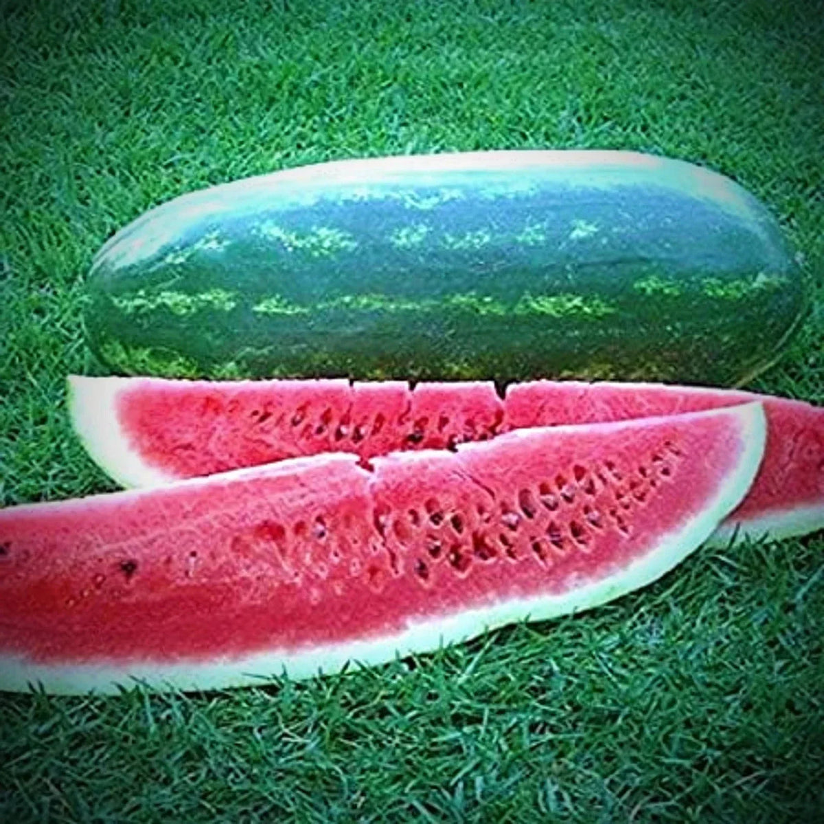Congo Watermelon Seeds - 12 Non-GMO Heirloom Seeds - Citrullus lanatus - Sweet Watermelon for Home Gardening