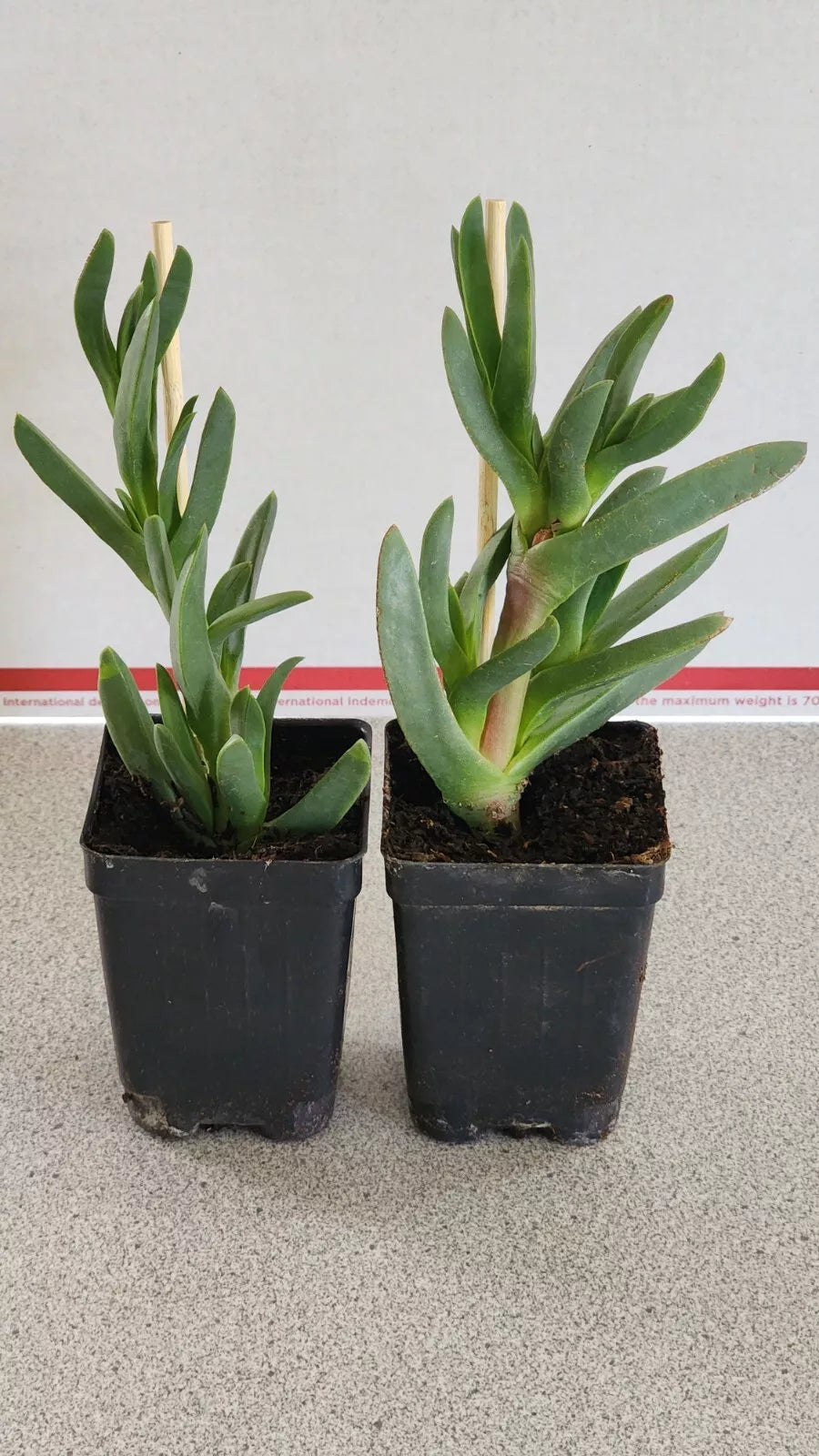 Ice Plants Succulents - 2 Live Rooted Coastal Pig Face Plants (Delosperma) - Drought-Tolerant Colorful Ground Cover