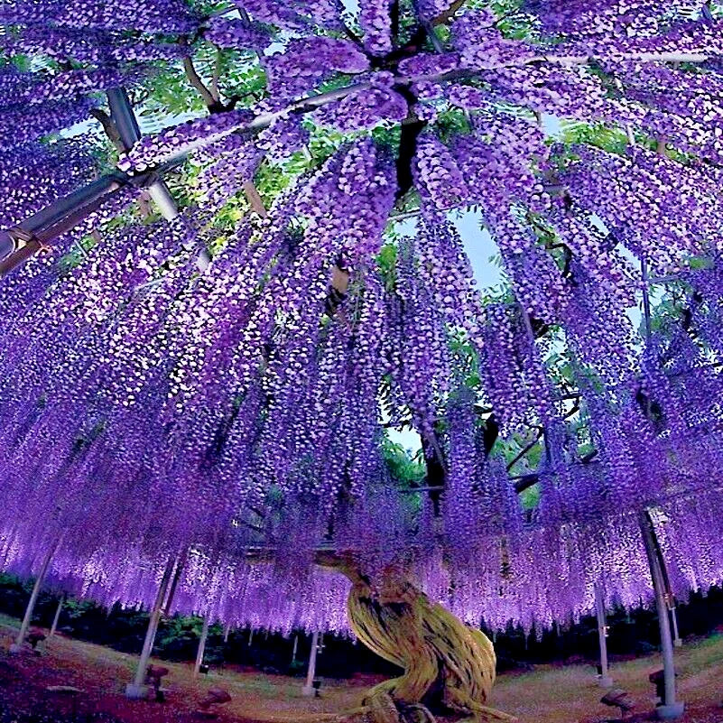 Chinese Wisteria Tree Seeds - 10 Pack - Fast Climbing Flower Vine - Wisteria sinensis - Hardy and Fragrant Blooms