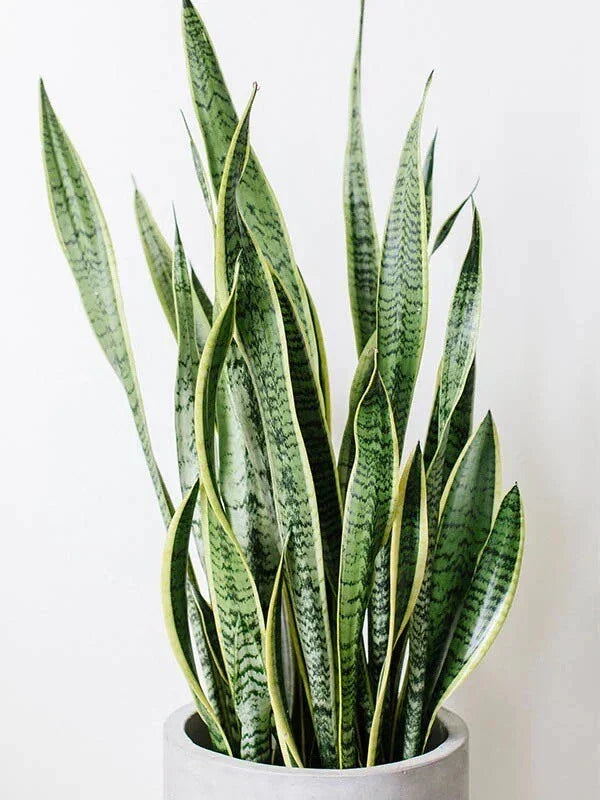 Snake Plant Clippings - Unrooted Mother-In-Law's Tongue - Sansevieria trifasciata Cuttings for Propagation