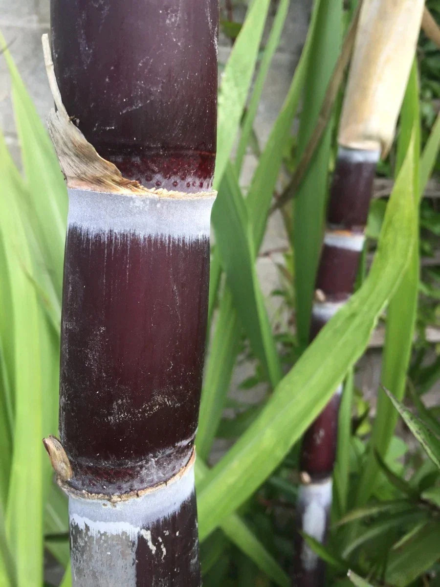 Live Sugarcane Plant Cuttings - 2 Organic Purple Cuttings - Saccharum officinarum - Ideal for Gardens & Landscaping