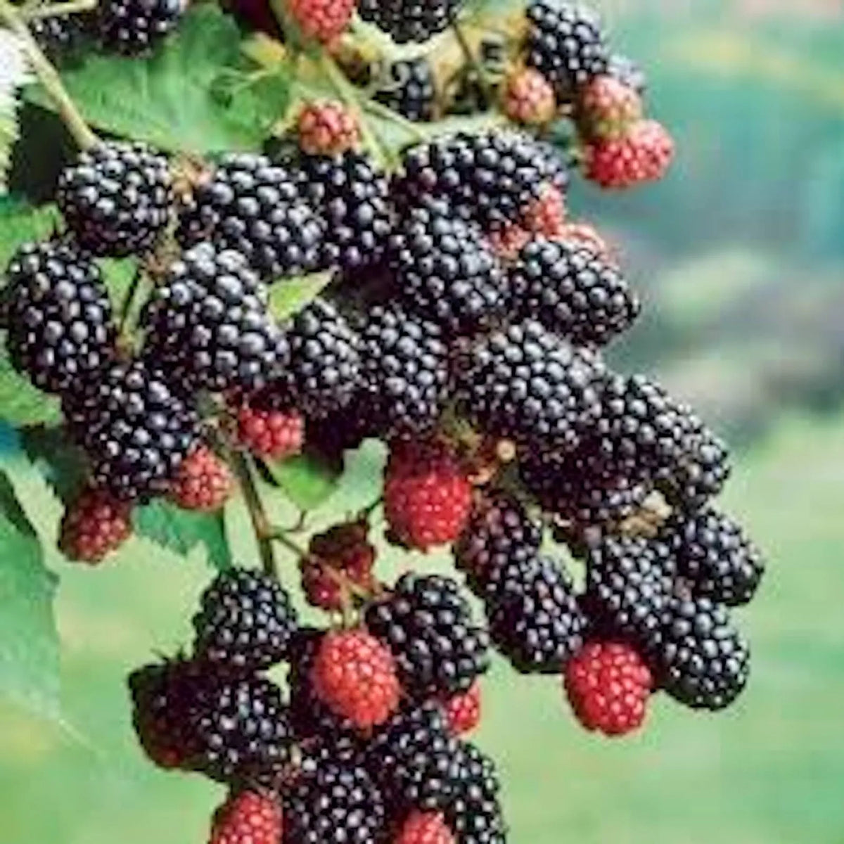 Bare Root Blackberry Plant - Prime-Ark 45 Floricane Edible Fruit - Rubus fruticosus - High Antioxidant Blackberries