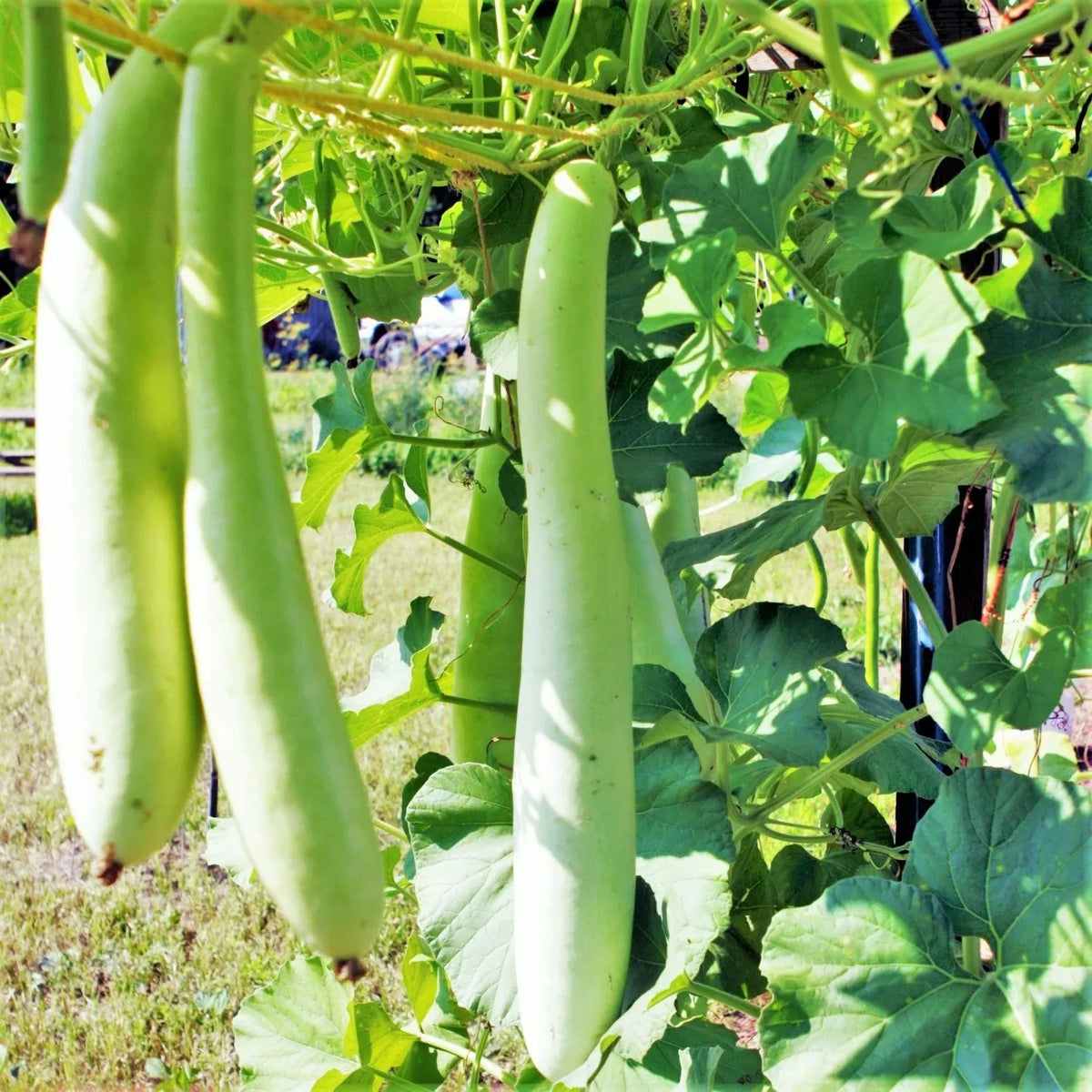 Cucuzza Squash Seeds - Packet of Heirloom Lagenaria siceraria - Non-GMO Vegetable Seeds for Home Garden Planting 2025