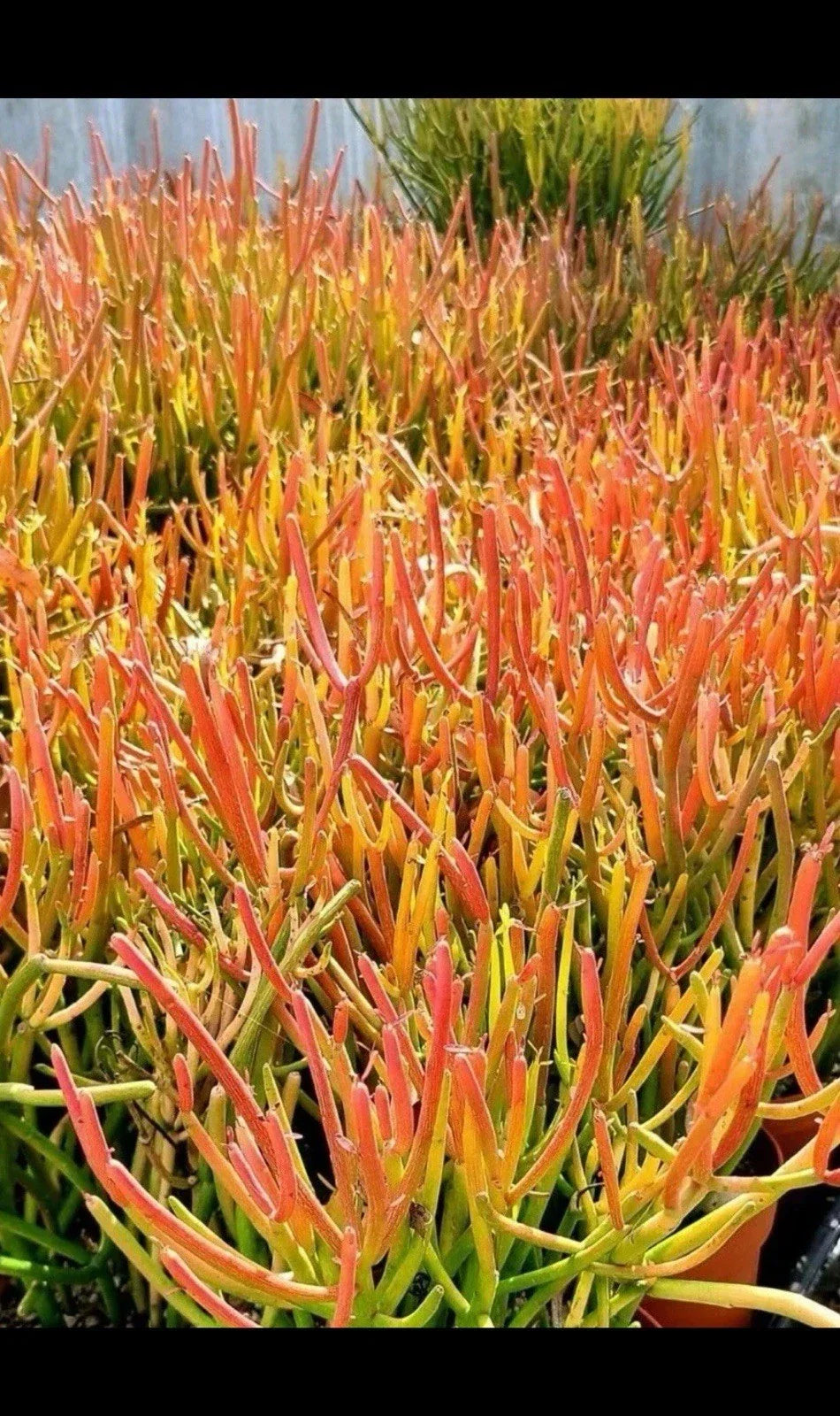 Large Fire Sticks Cactus Cuttings 12" Euphorbia Tirucalli Succulent - Indoor/Outdoor Decor - Drought-Tolerant Gardening