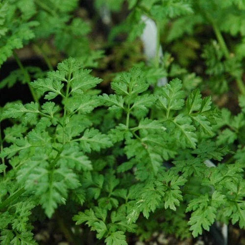 Winter Chervil Herb Seeds - Heirloom French Parsley - Anthriscus cerefolium - 100 to 1500 Count - Non-GMO, Easy to Grow