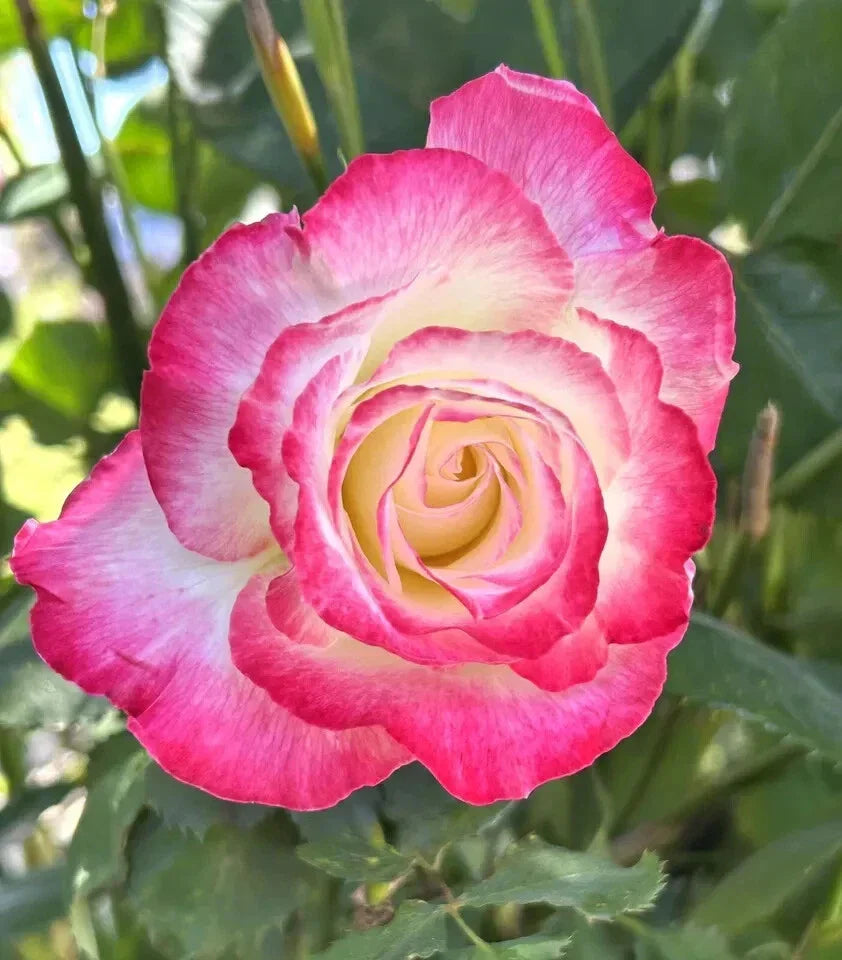 Large Fragrant Double Delight Rose - 5 Stems for Planting - Rosa 'Double Delight' - Vibrant Red & White Blooms - USA