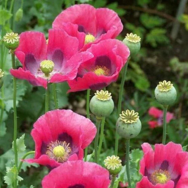Culinary Poppy Seeds 1000 Non-GMO Pink/Purple Papaver somniferum - Vibrant Flowering & Edible Garden Seeds