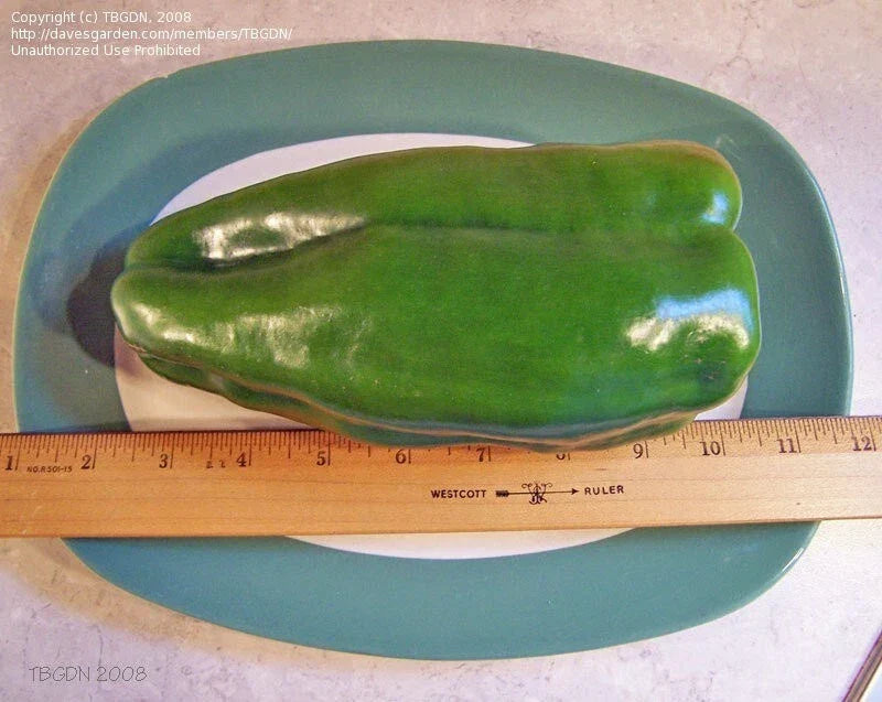 Big Bertha Sweet Pepper Seeds - 10+ Non-GMO Heirloom Seeds - Capsicum annuum - Ideal for Home Gardeners and Enthusiasts