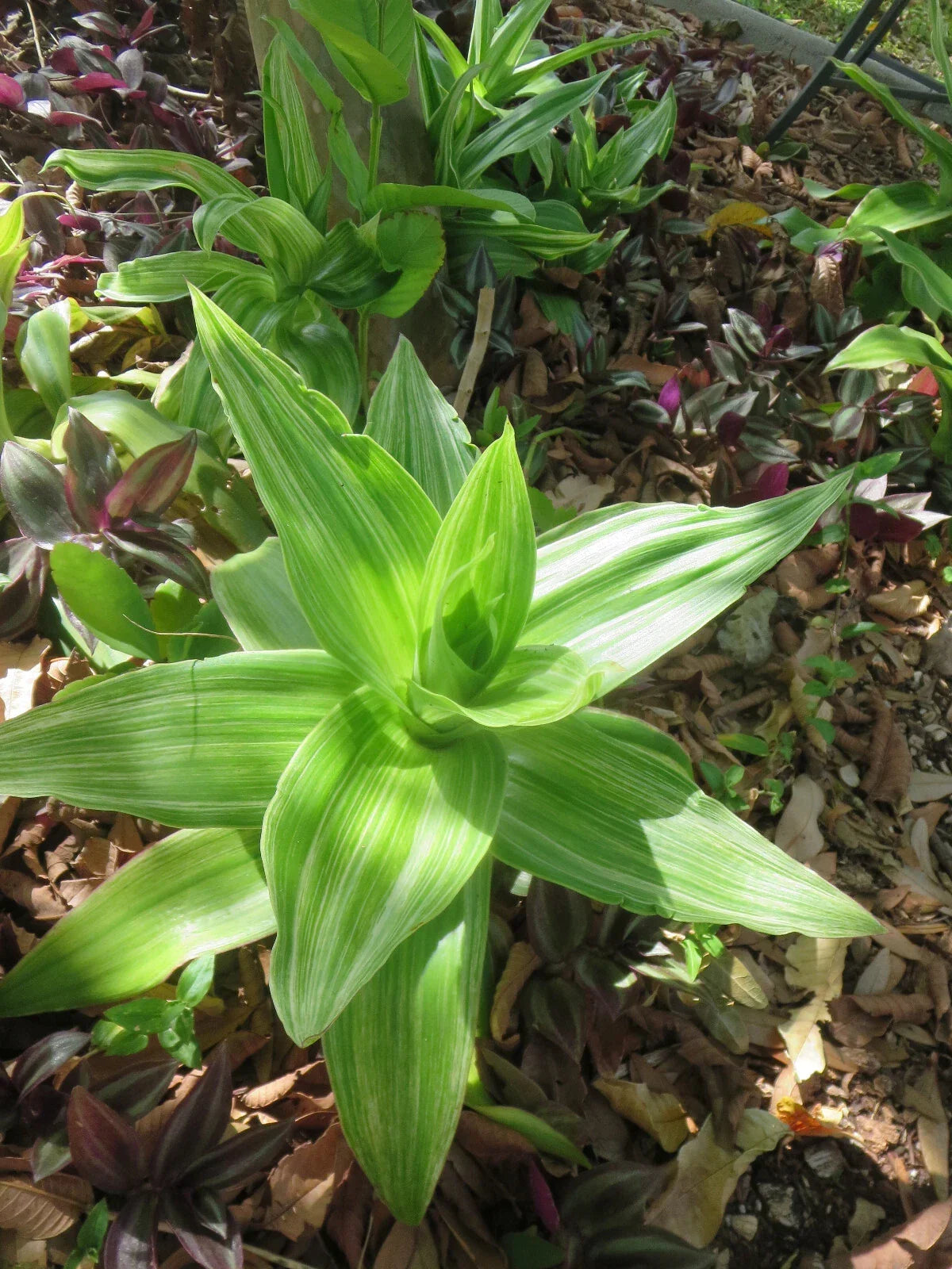 Variegated Callisia fragrans Pups - Medicinal Basket Plant, Indoor Houseplant, Air-Purifying Greenery, 4-Inch Pots
