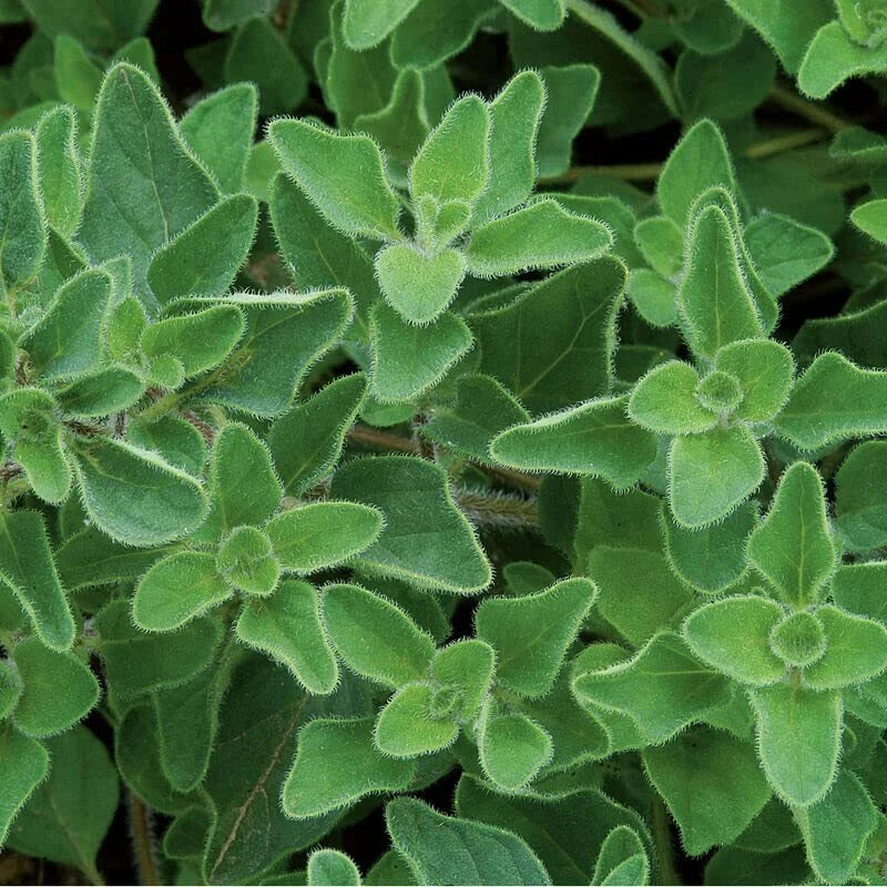 Greek Oregano Herb Seeds - 500 Seeds - Italian Spice - Origanum vulgare subsp. hirtum - Culinary Herb for Garden & Kitchen