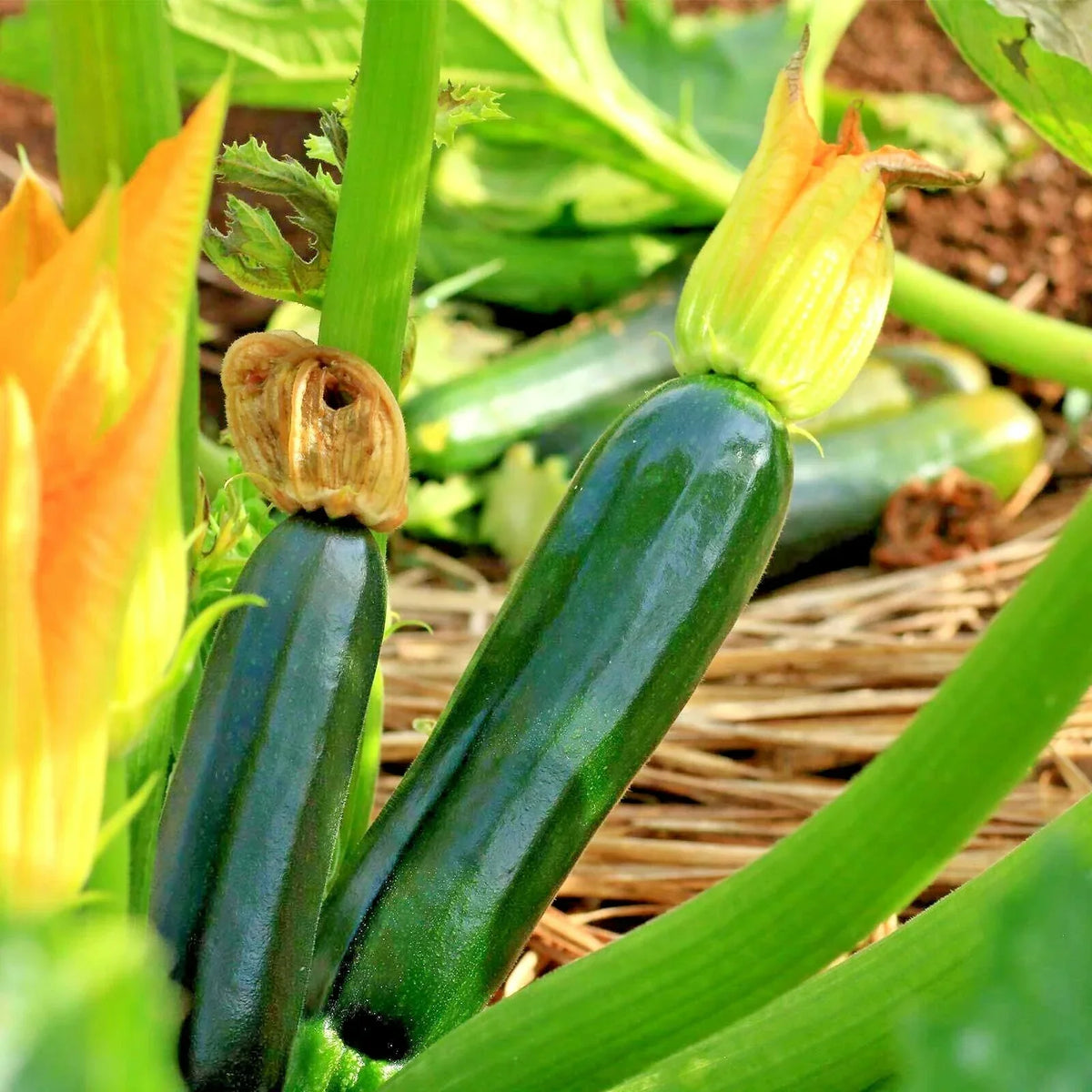 Zucchini Seeds 31+ Pack Black Beauty Organic Heirloom Summer Squash Cucurbita pepo for Garden & Container Gardening