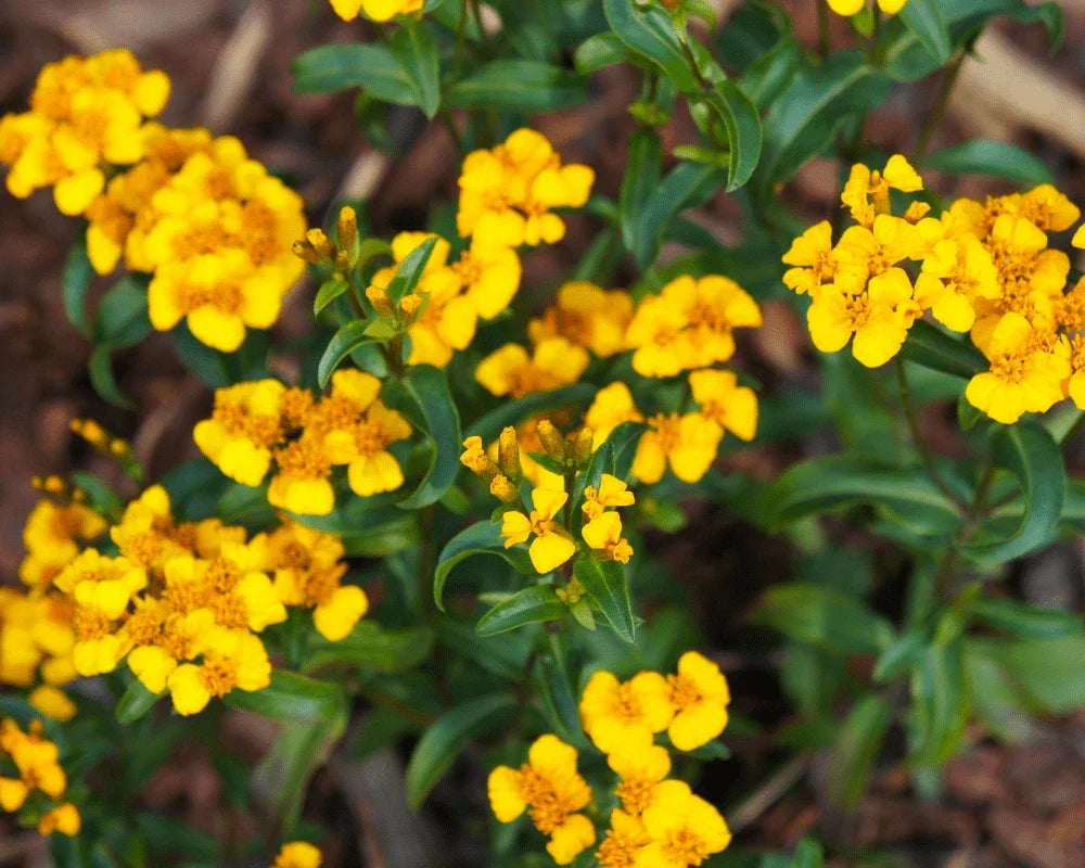 Mexican Tarragon Seeds Packet, NON-GMO Texas Tarragon, Mexican Mint Marigold, Tagetes lucida - Aromatic Culinary Herb Seeds