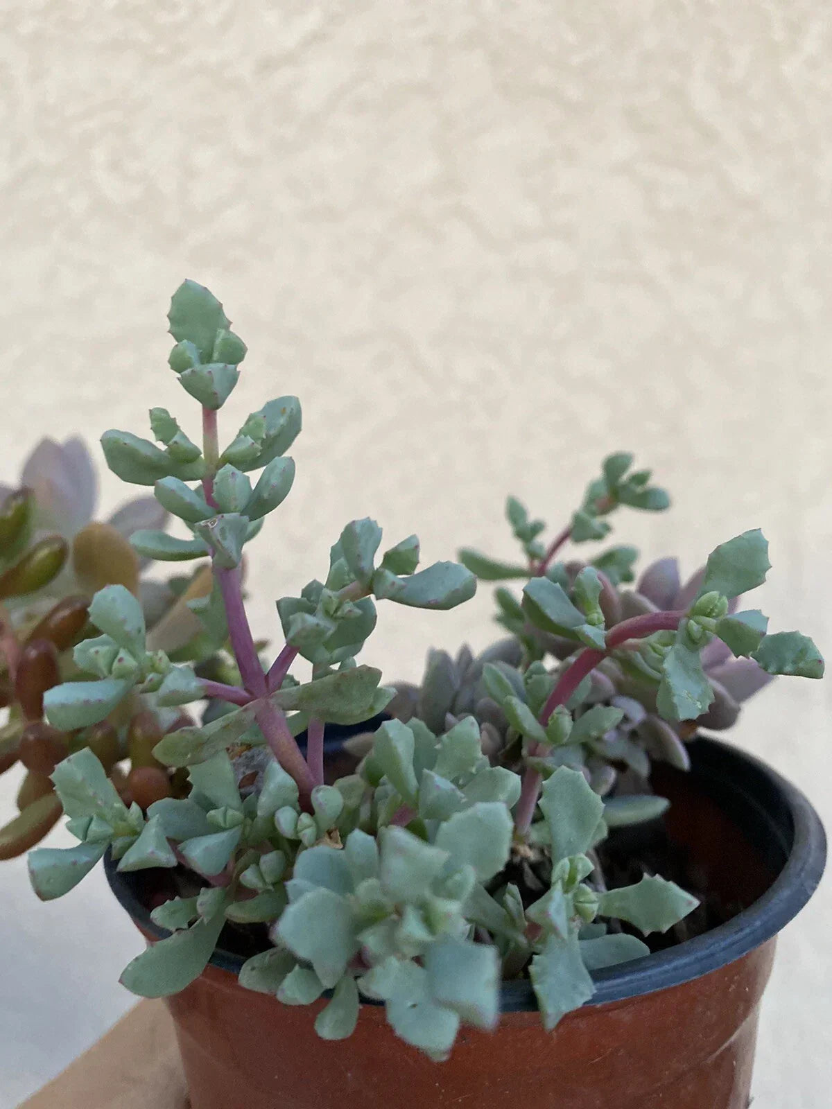 Live Rooted Succulent Pink Ice Plant 2" Pot - Delosperma cooperi, Drought-Tolerant Low Maintenance Houseplant