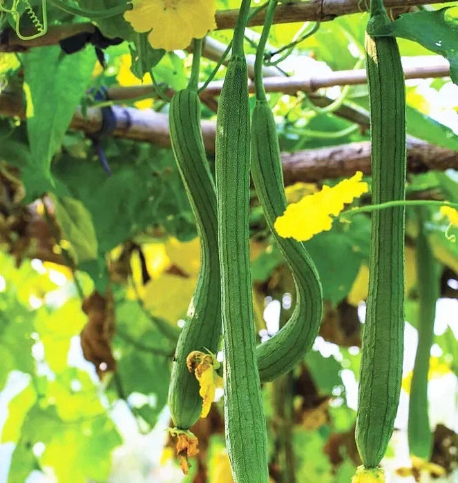 Extra Long Luffa Gourd Seeds - 20 Pack - Smooth Luffa Aegyptiaca - Ideal for Natural Sponges and Edible Uses