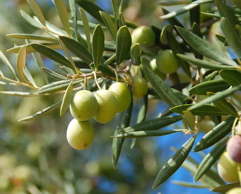 Canino Olive Tree Seeds, 20 Count, Edible Green/Black Olives, Olea Europaea - Perfect for Home Gardens and Small Orchards