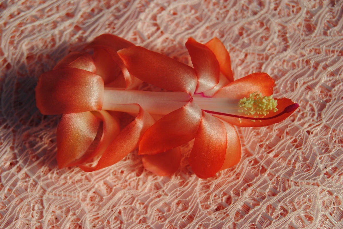Christmas Cactus Starter Plant - Small Well-Rooted Laks Variety - Schlumbergera Truncata for Indoor Gardening