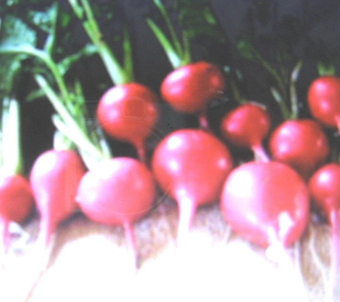 Crimson Giant Radish Seeds - 100 Count - Raphanus sativus - Non-GMO, Fast-Growing, Crisp Red Vegetable for Home Garden