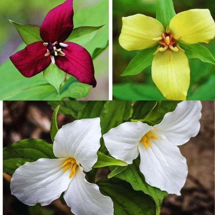 Trillium Bulbs | Mixed Colors | Herbaceous Perennial Wildflower | Trillium erectum | Native to North America