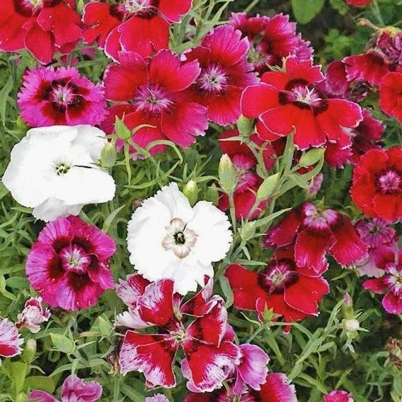 Baby Doll Dianthus Seed Mix - 300+ Seeds - Colorful Annual Flowers - Dianthus chinensis - Perfect for Containers and Borders