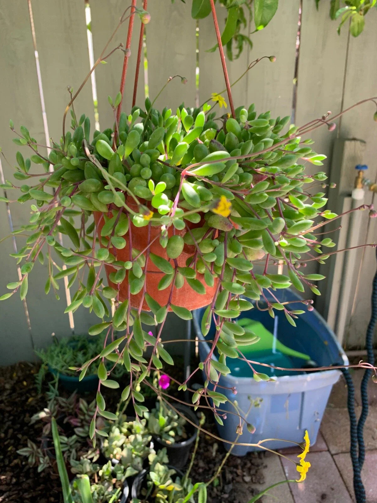 Nepenthes Tenuis x Mollis XL Rooted Cutting - Exotic Carnivorous Plant Hybrid for Home or Garden - Unique Pitcher Plant