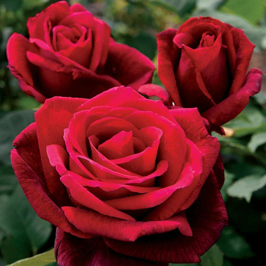 Double Red Rose Seeds - 10 Perennial Flower Seeds for Bush - Rosa spp. - Vibrant Deep Red Blooms - US Seller